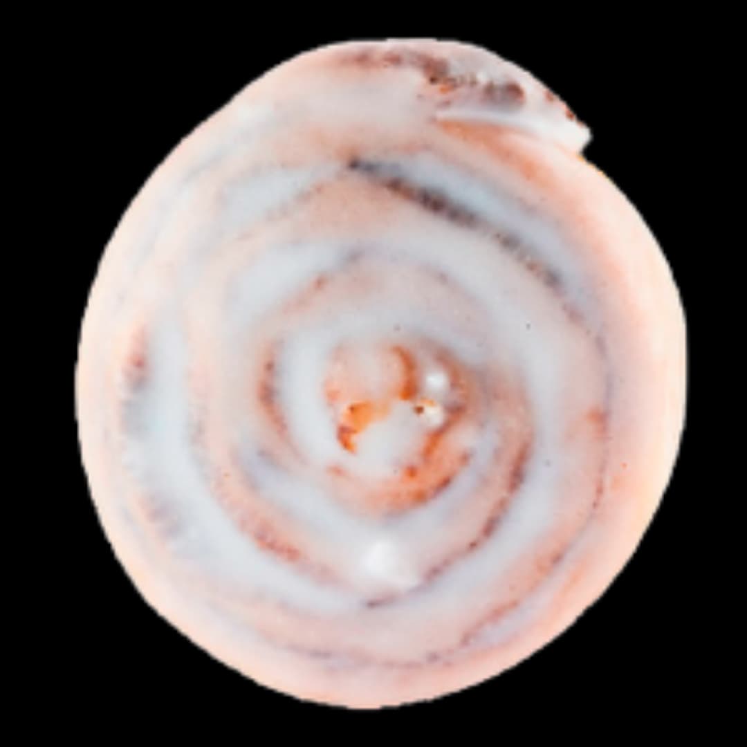 Cinnamon Scroll