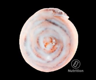 Cinnamon Scroll