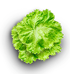 Lettuce (Small)